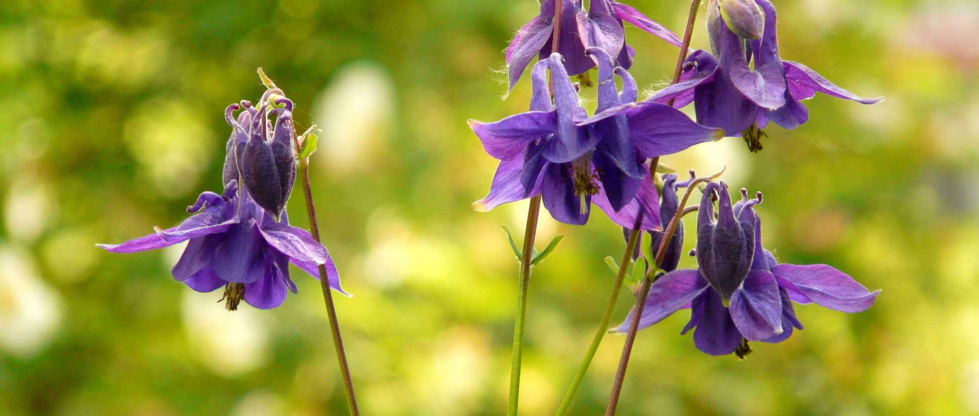 Columbines: sowing, planting and care