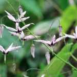 Epimedium, barrenwort: planting, growing and care