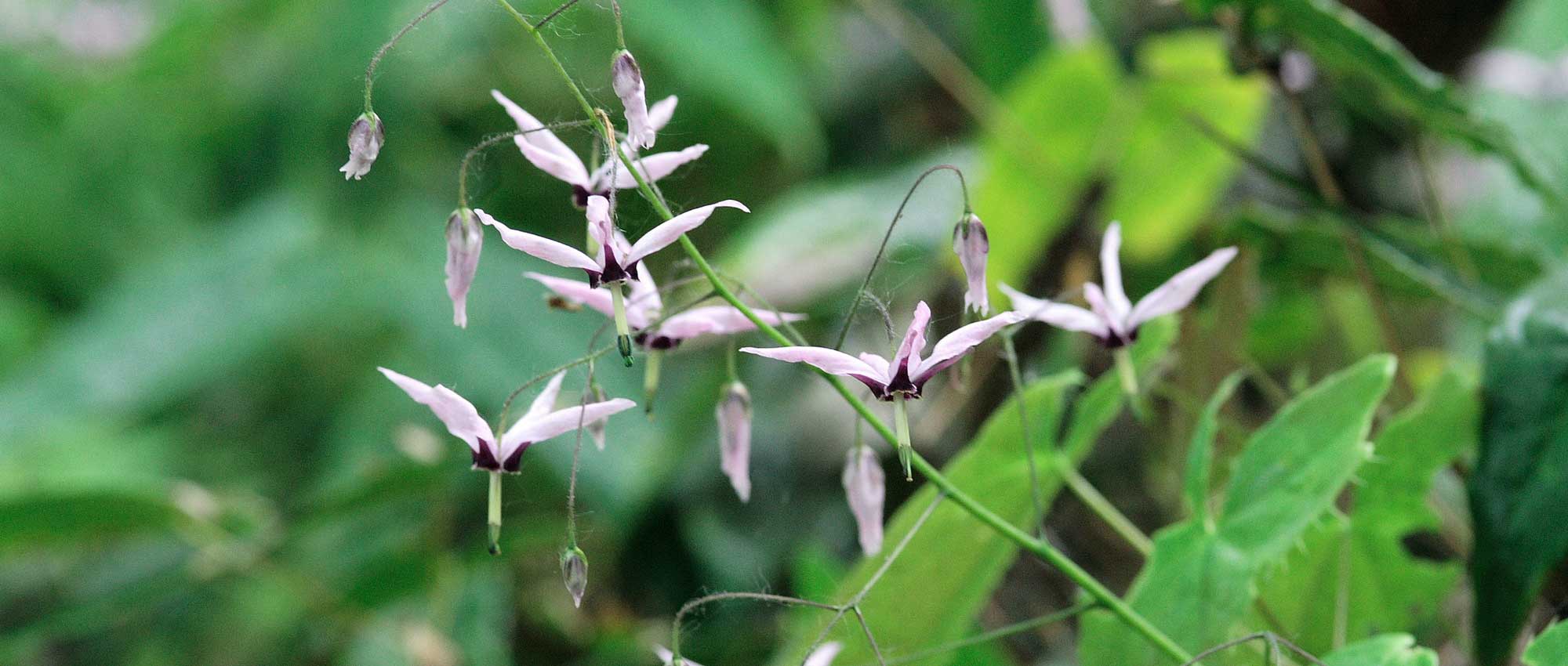 Epimedium, barrenwort: planting, growing and care