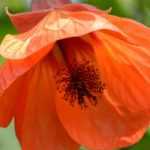 Abutilon : plant, pruning, maintain