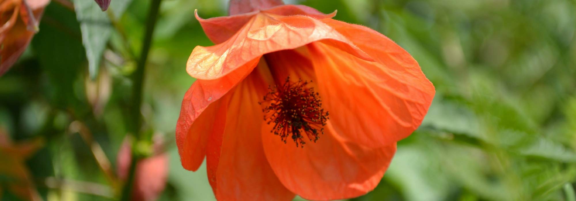 Abutilon : plant, pruning, maintain