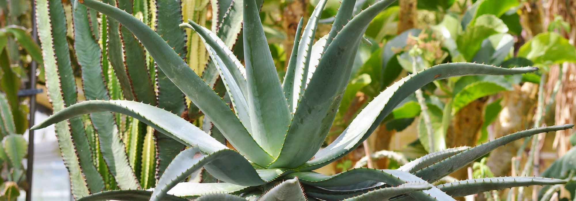 Agave : to plant, to grow and to maintain
