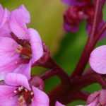 Bergenia, shoemaker's plant: planting, cultivation, maintenance