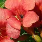 Bignonia: planting, pruning, propagating