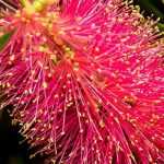 Callistemon, Bottlebrush: planting, pruning, care