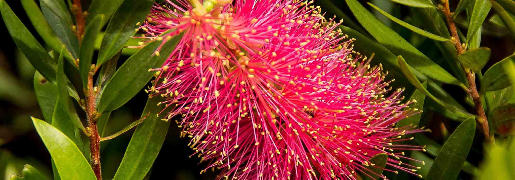 Callistemon, Bottlebrush: planting, pruning, care