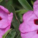 Cistus, rock rose: planting, pruning and care