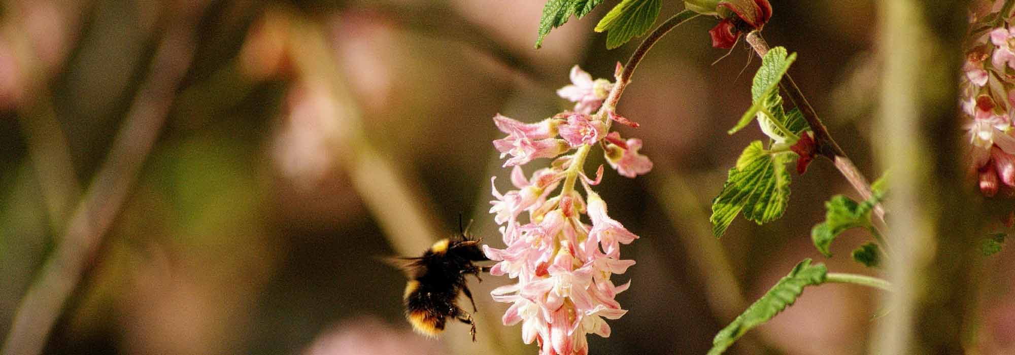 Flowering currant, Ribes: planting, pruning and maintenance