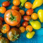 Grafted vegetable young plants