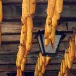 Cultivation of sweet corn: sowing, planting, harvesting