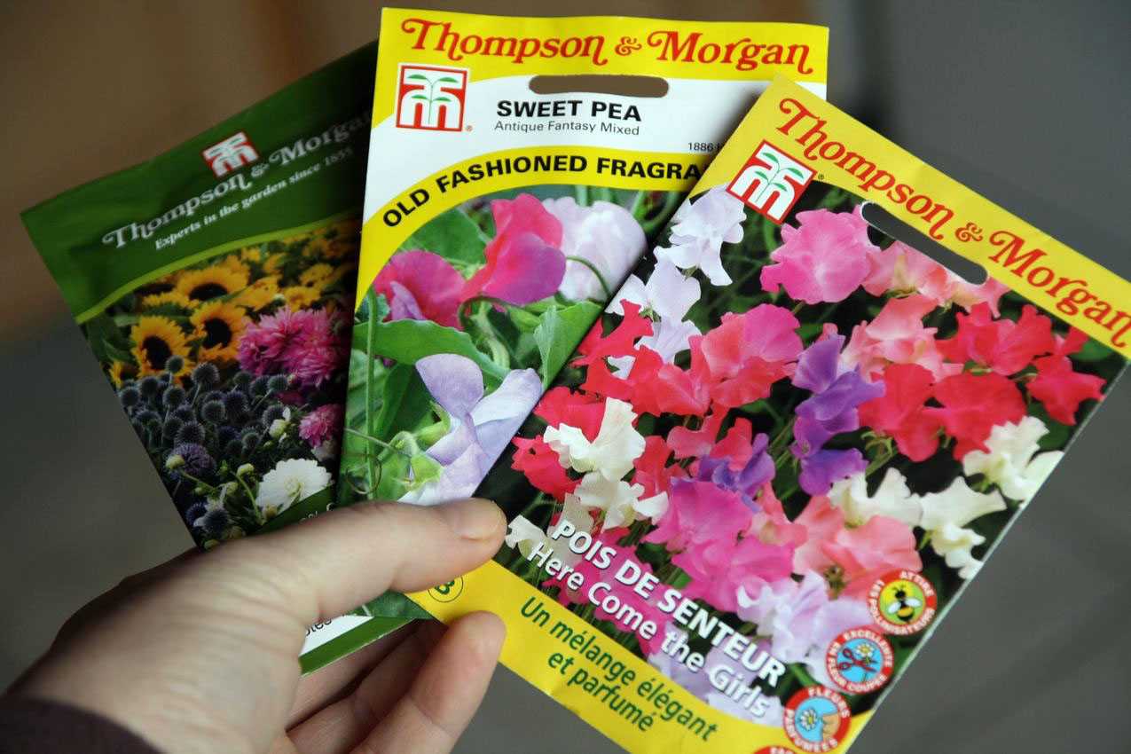 How to succeed in sowing sweet peas? - Tutorial