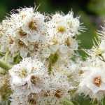Spirea, Spiraea : planting, pruning and care