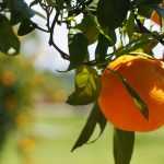 Citrus trees, orange trees and other citrus: how to plant and grow them in pots or in the garden?