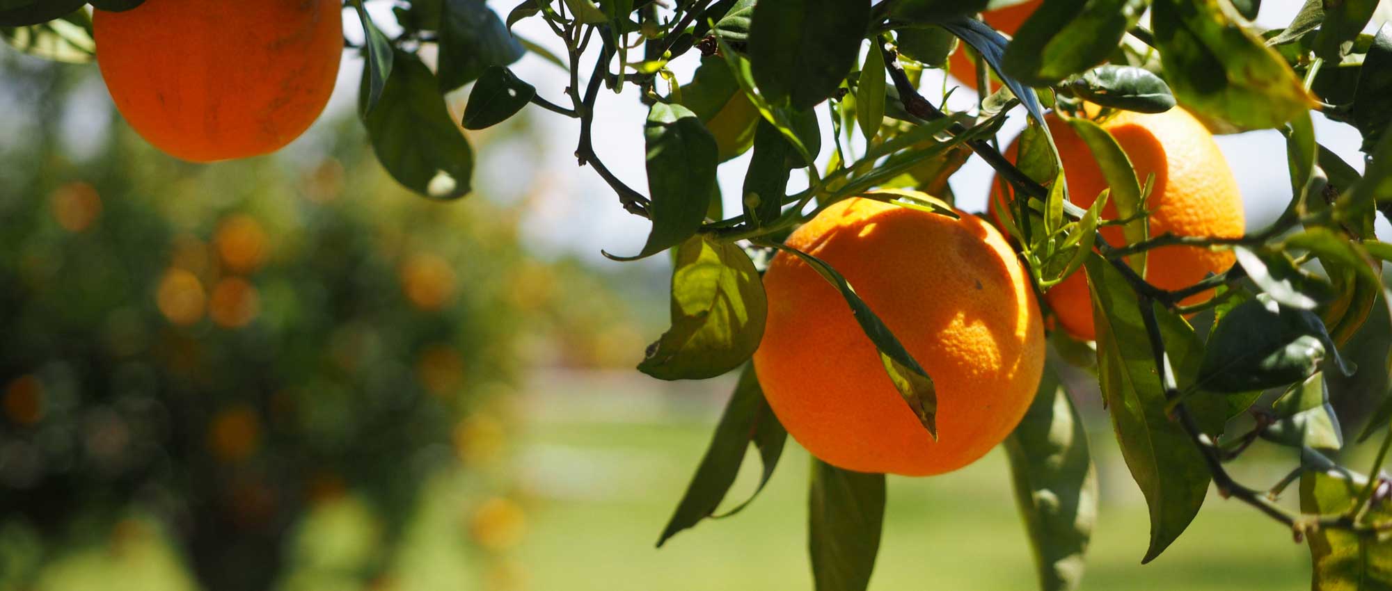 Citrus trees, orange trees and other citrus: how to plant and grow them in pots or in the garden?