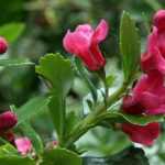 Growing an Escallonia in a pot