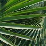 Palms: planting, growing and care