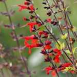 Sages, salvia: planting, pruning and care