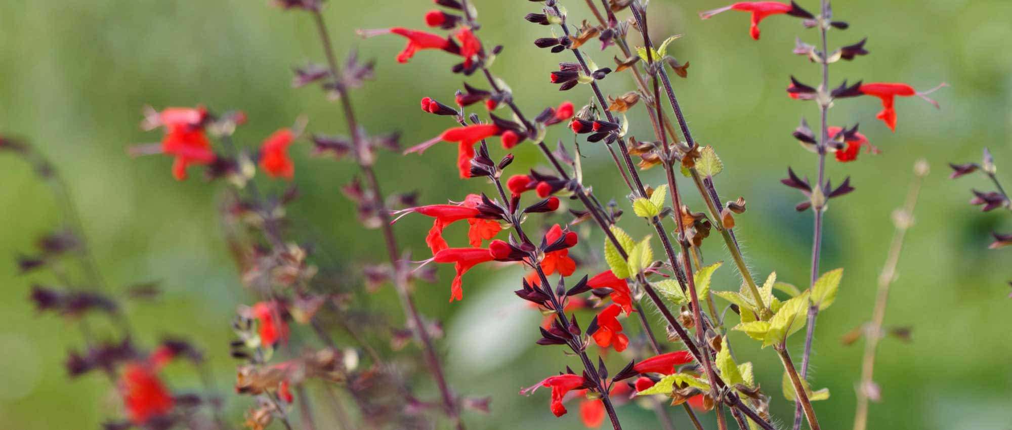 Sages, salvia: planting, pruning and care