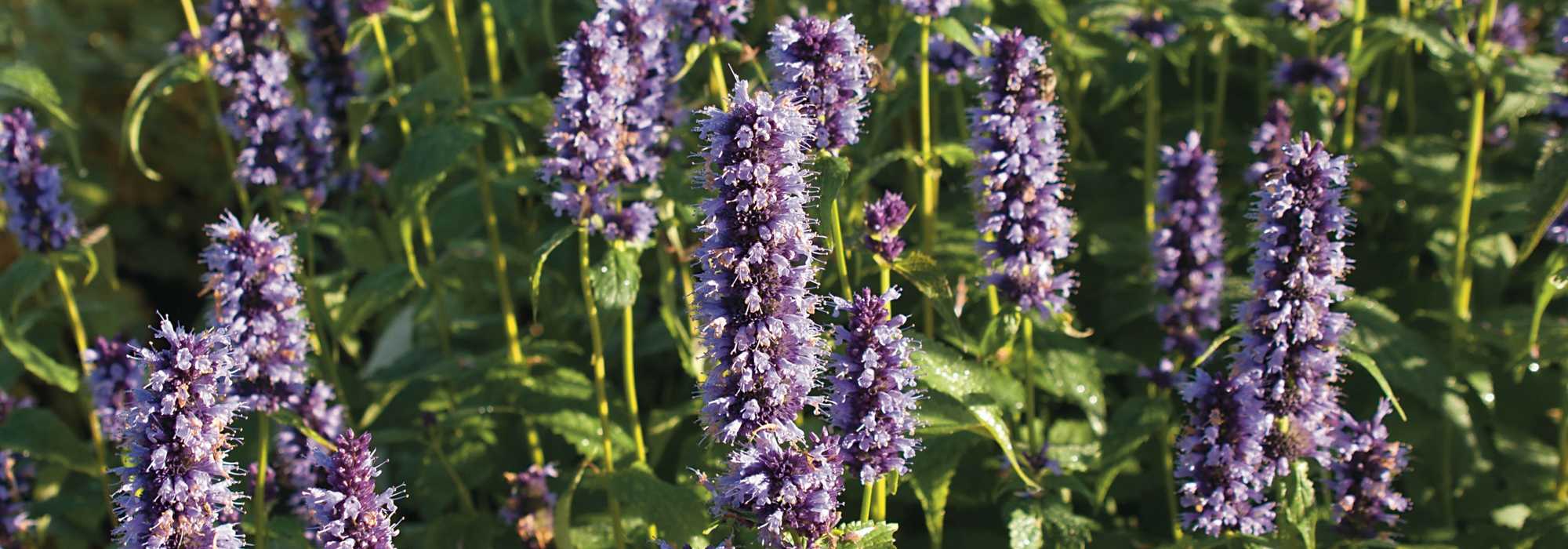 Agastache: to plant, to grow and to maintain