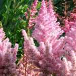 Astilbe: planting, growing and care