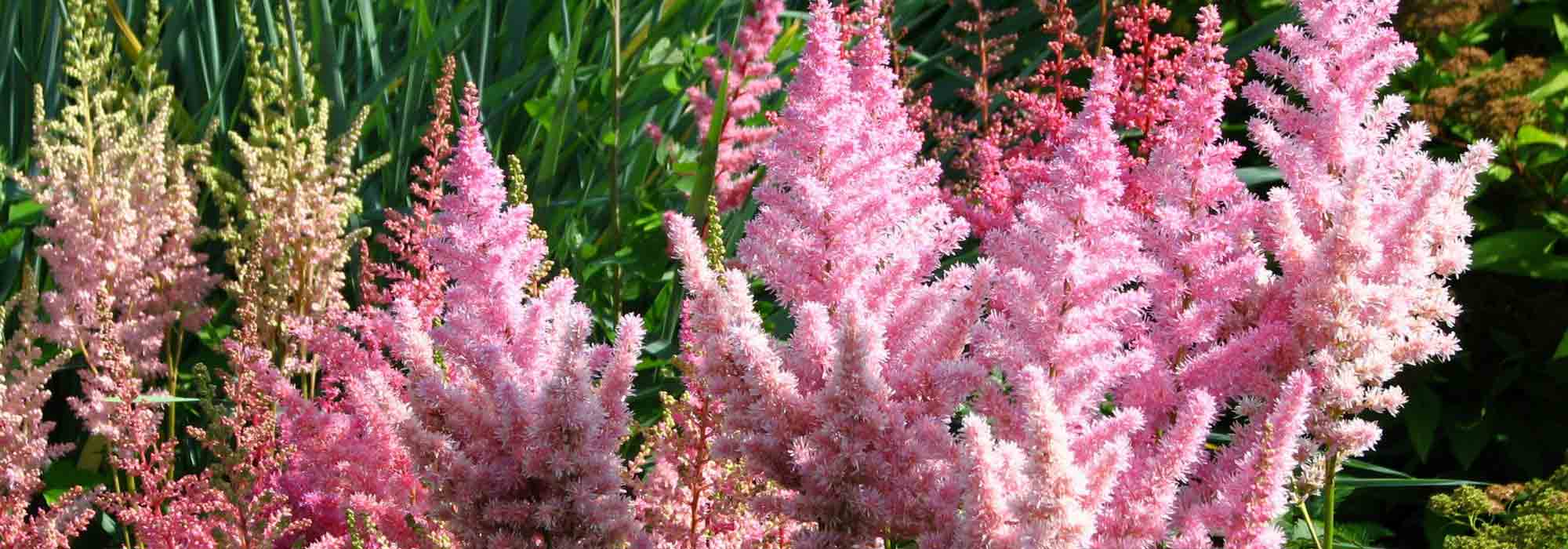 Astilbe: planting, growing and care