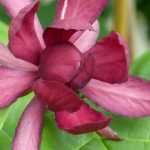 Calycanthus or sweetshrub: planting, pruning and care