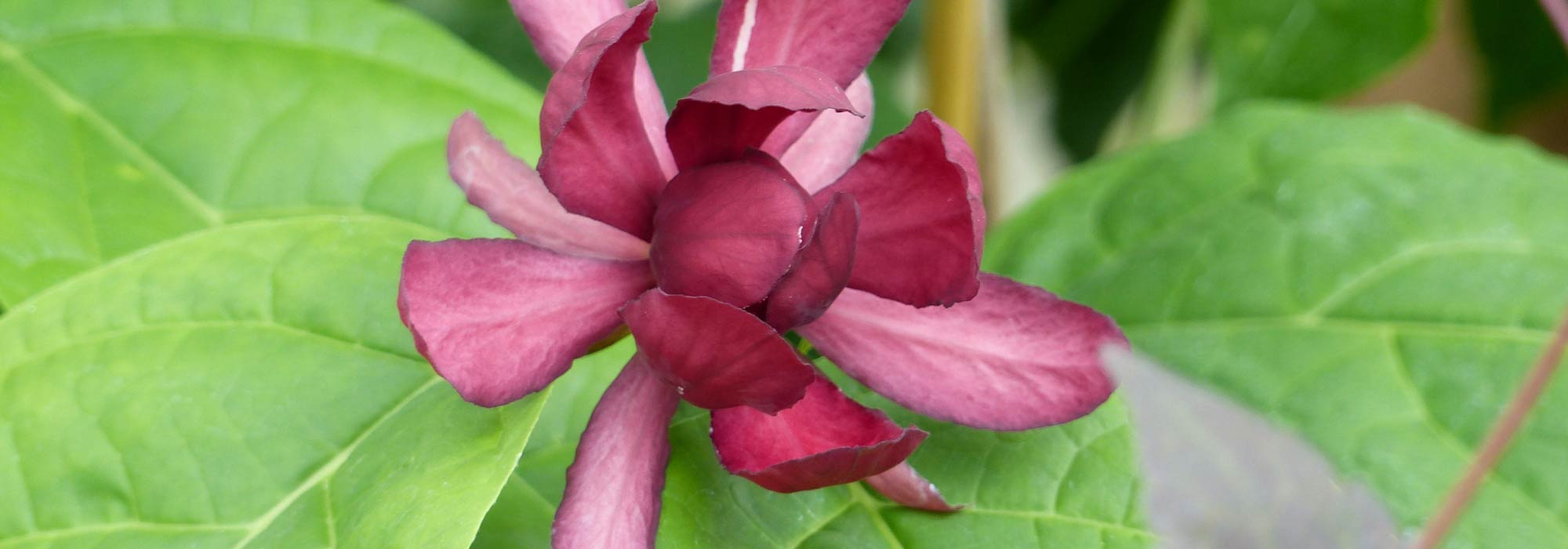 Calycanthus or sweetshrub: planting, pruning and care