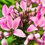 Cleome, spider flower: sowing, planting, cultivation