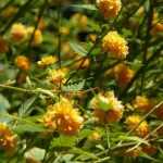 Japanese kerria, Kerria japonica: planting, pruning and care