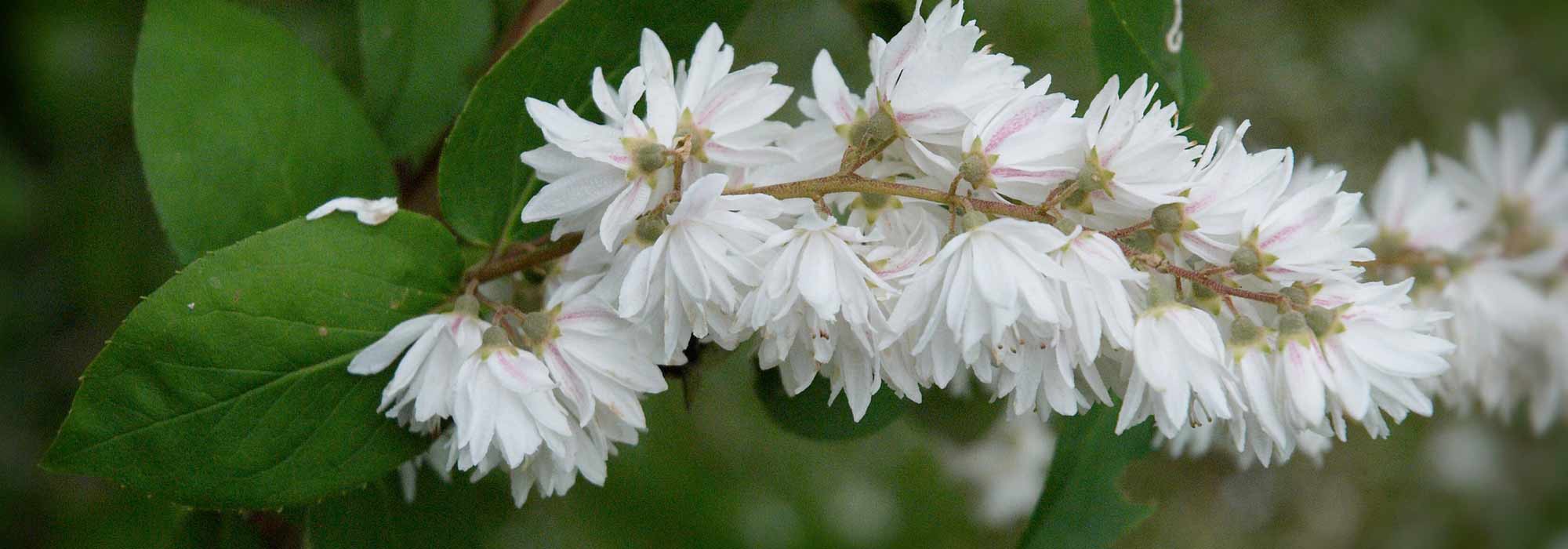 Deutzia: planting, pruning, care