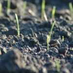 False seedbed, an effective technique to reduce weeds