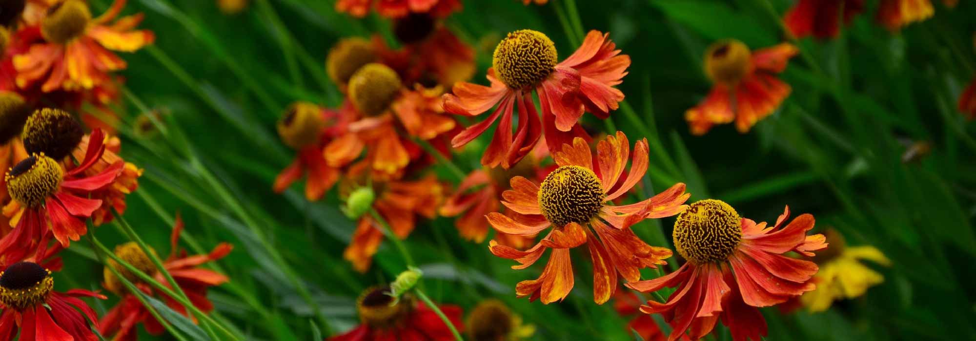 Helenium, Helenium: planting, growing and care