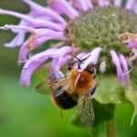 Monarda: planting, growing and care