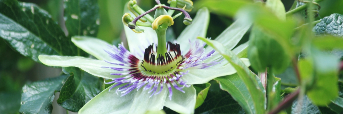 Passion flower: planting, growing, pruning