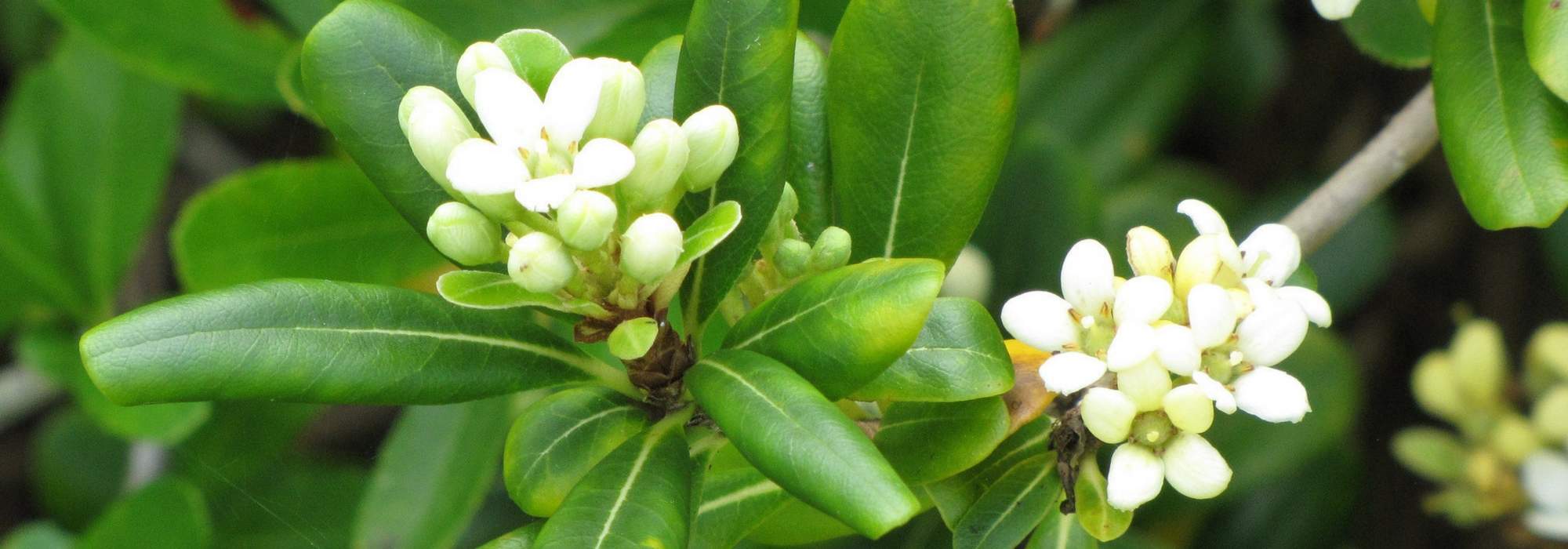Pittosporum: planting, growing and pruning