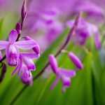Bletilla, Chinese ground orchid: planting, growing and care