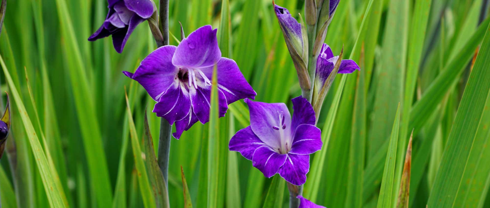 Gladioli: planting, growing and care