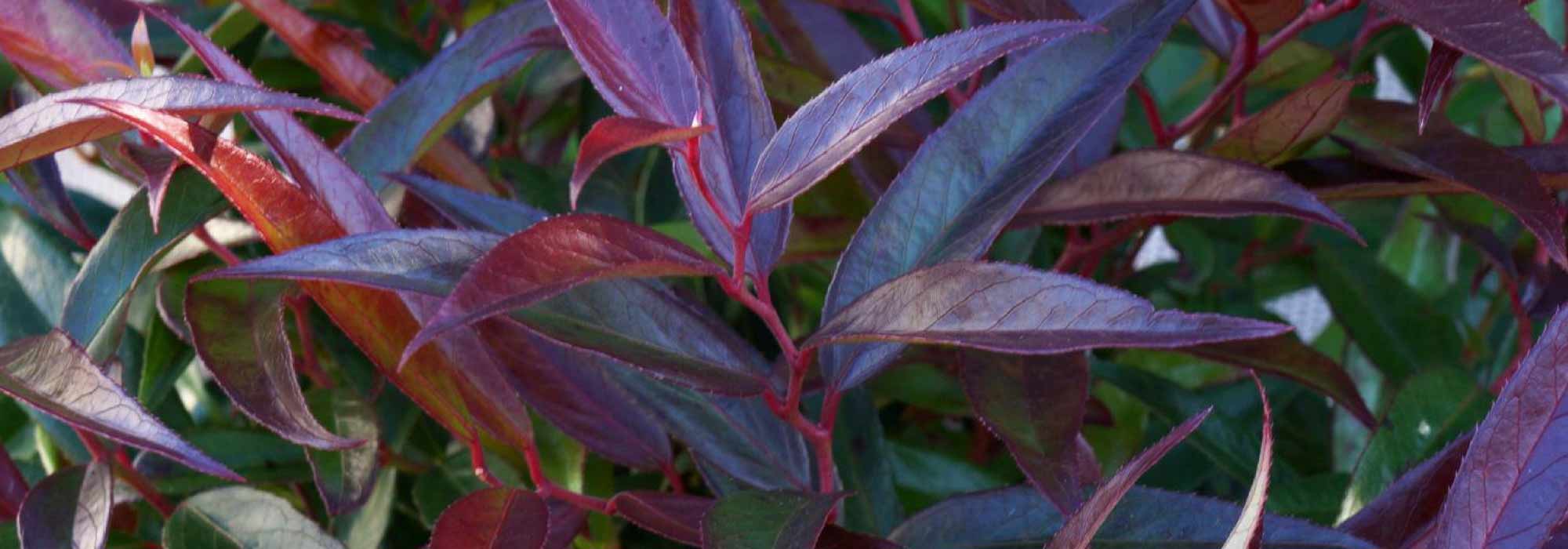 Leucothoe: planting, growing, pruning and care