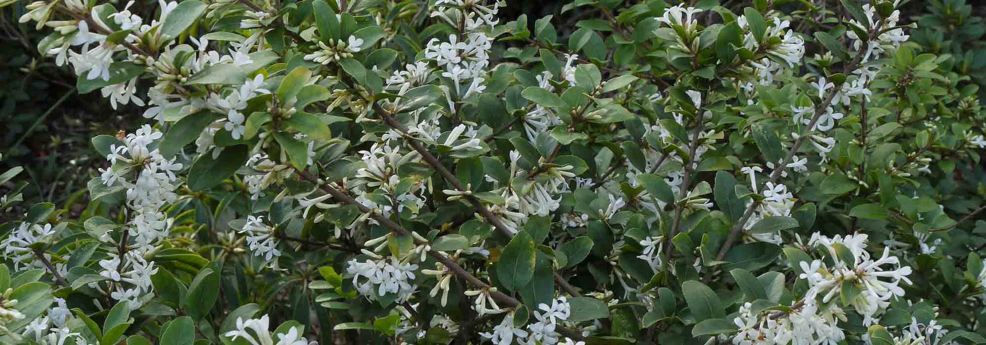 Osmanthus: planting, pruning and maintenance