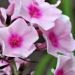 Phlox: planting, growing and care