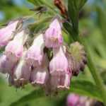 Comfrey manure: recipe, use and benefits
