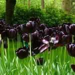20 black flowers, natural, for your garden