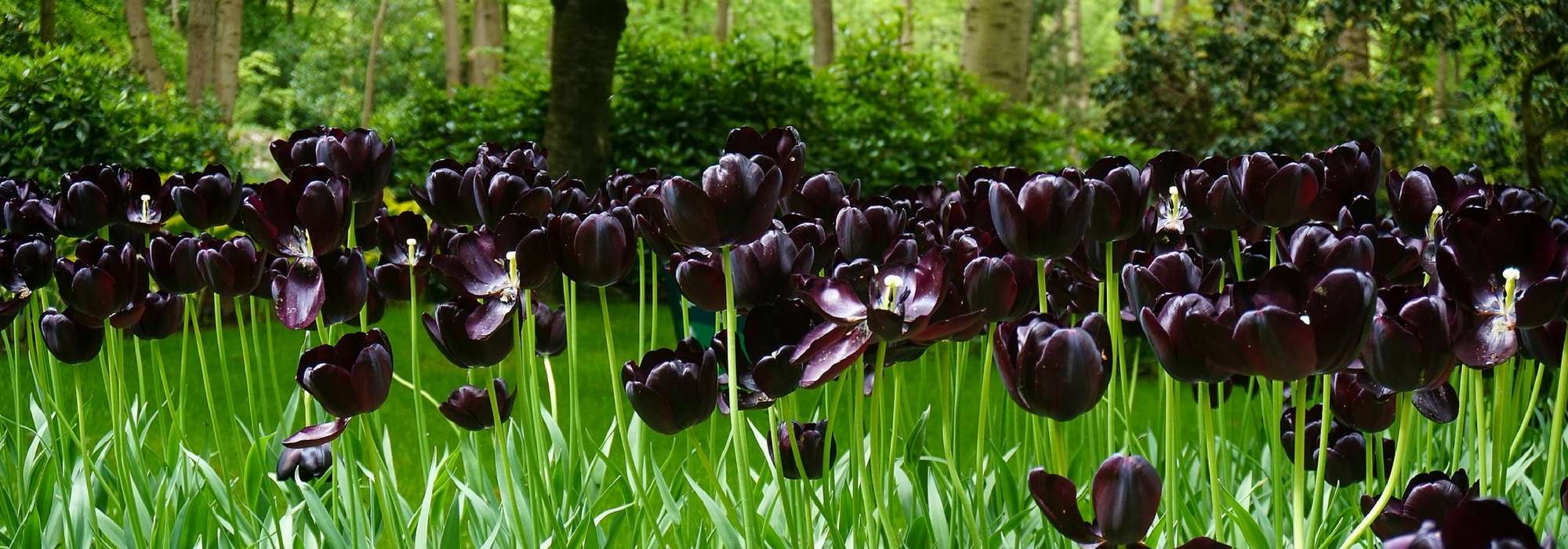 20 black flowers, natural, for your garden