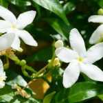 Jasmin : planting, pruning and care