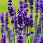 Pruning lavender: when and how?