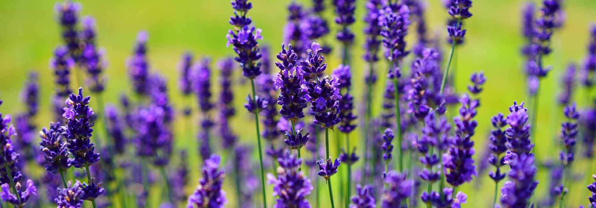 Pruning lavender: when and how?