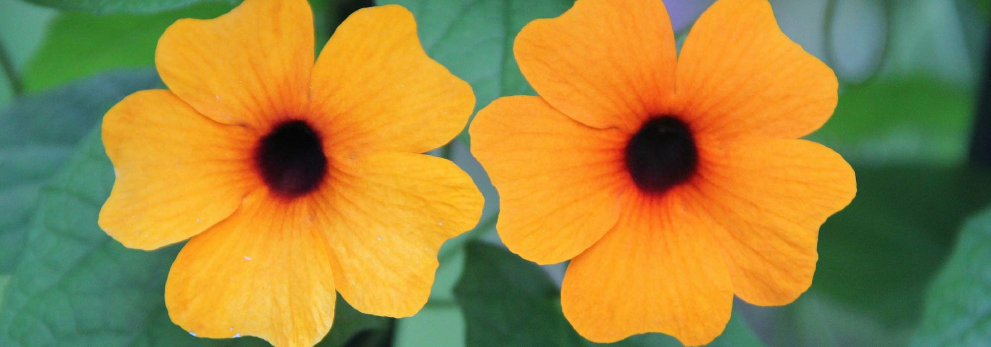 Black-eyed Susan : sowing, planting and care