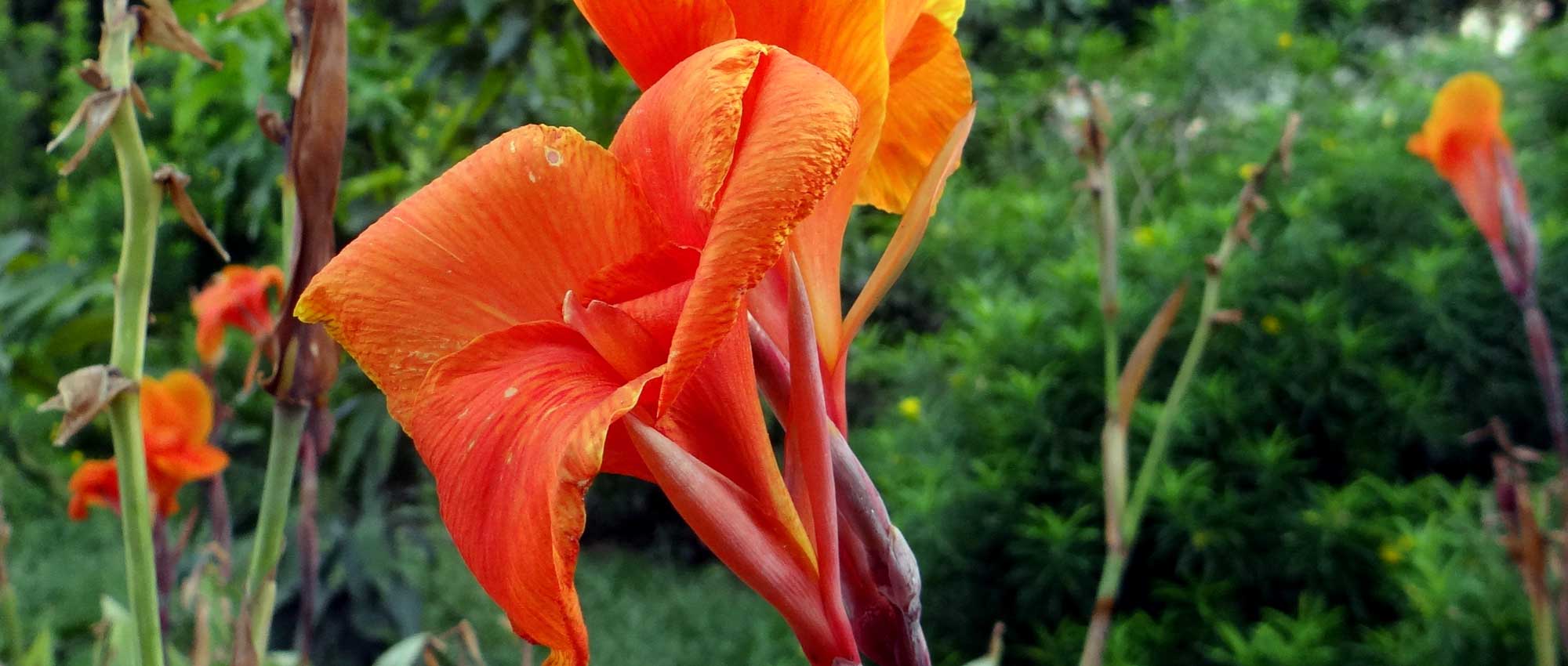 Canna: planting, growing and care