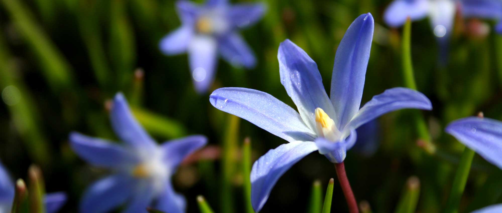 Chionodoxas: planting, growing and care