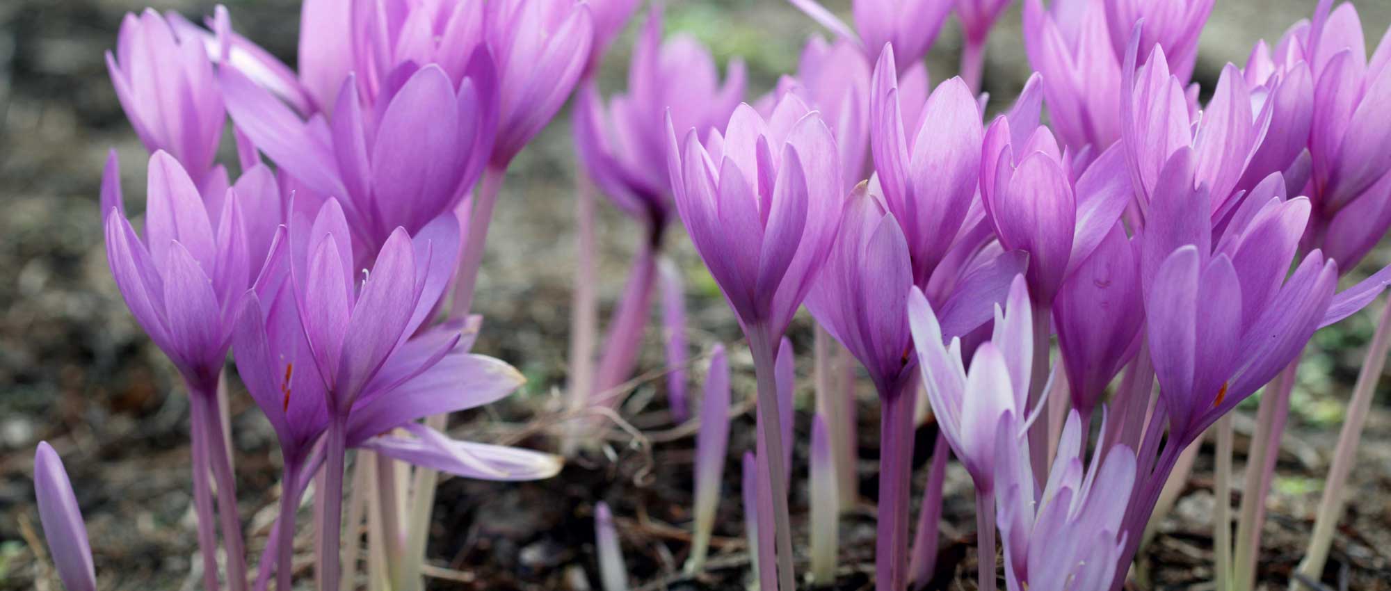 Colchicum: growing, planting and care